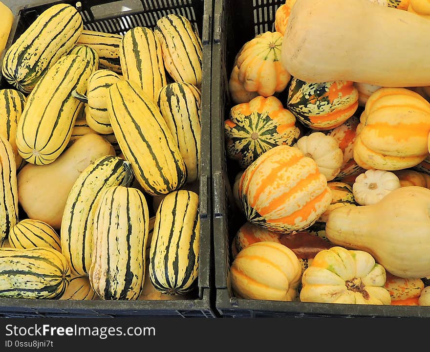 Winter squash