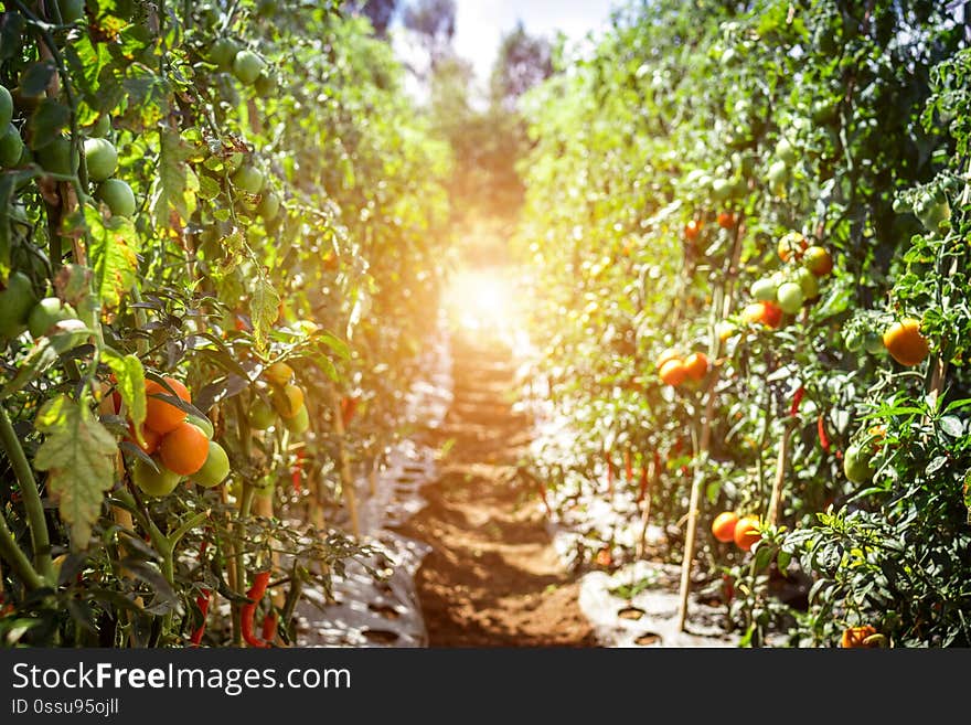 Branch of fresh tomatoes hanging on trees in organic farm, Bali island. Organic tomato plantation. Indonesia. Branch of fresh tomatoes hanging on trees in organic farm, Bali island. Organic tomato plantation. Indonesia.