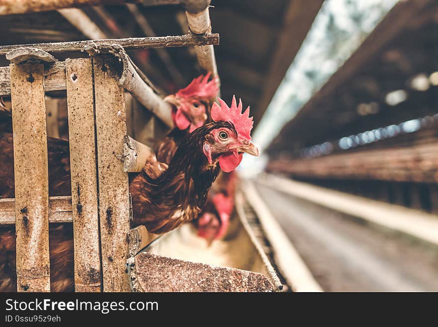 Chickens in the cage on chicken farm. Chicken eggs farm. Bali island.