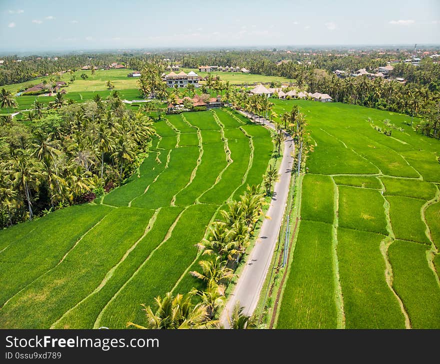 Drone view of rice plantation on bali island with path to walk around and palms. Indonesia.