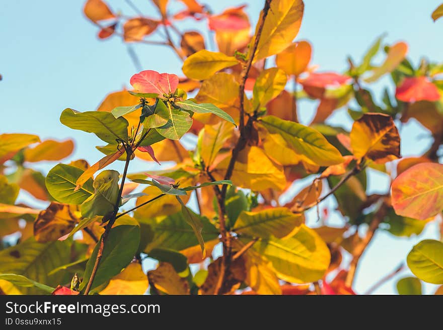 Red, Green Orange Autumn Leaves Background. Tropical leaves background. Bali island, Indonesia.