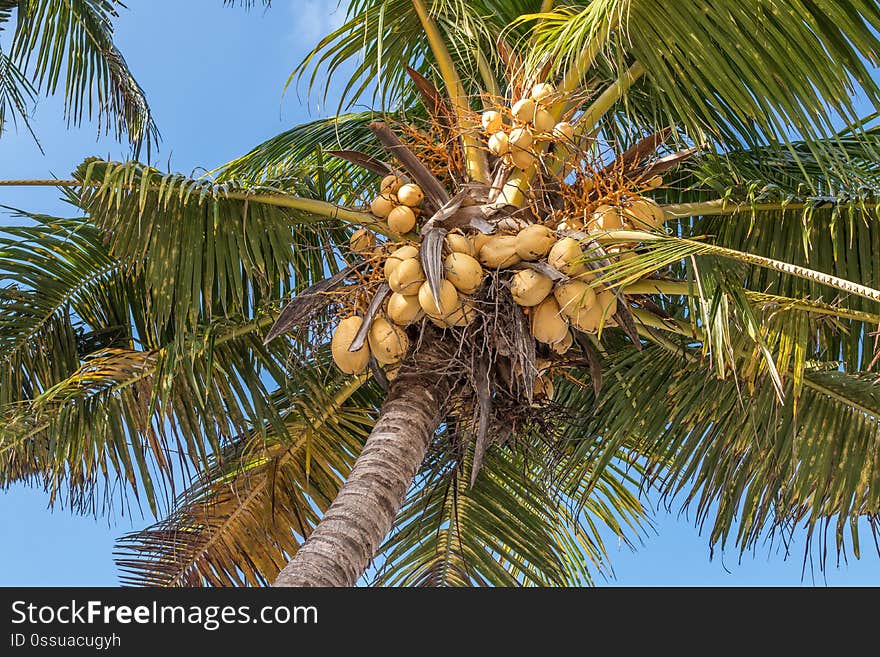 Coconuts on a coconut palm, Bali island. Indonesia. Asia.