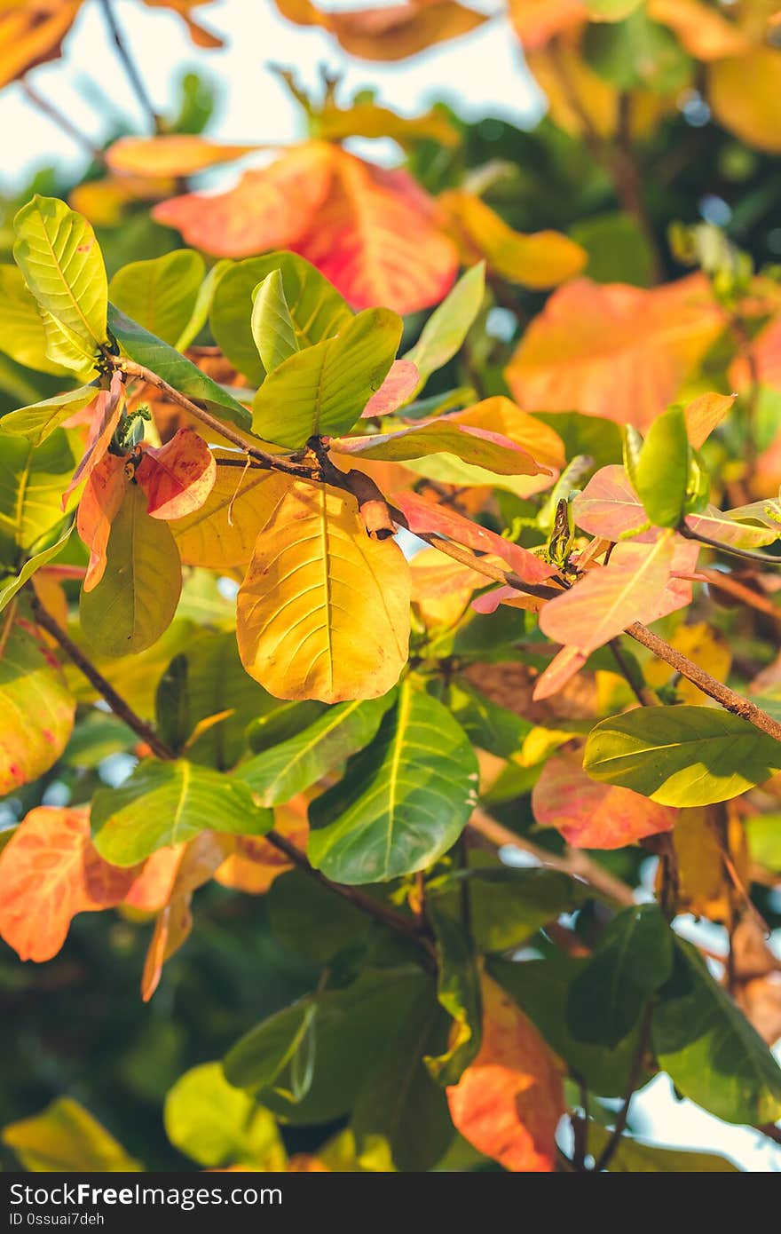 Red, Green Orange Autumn Leaves Background. Tropical leaves background. Bali island, Indonesia.