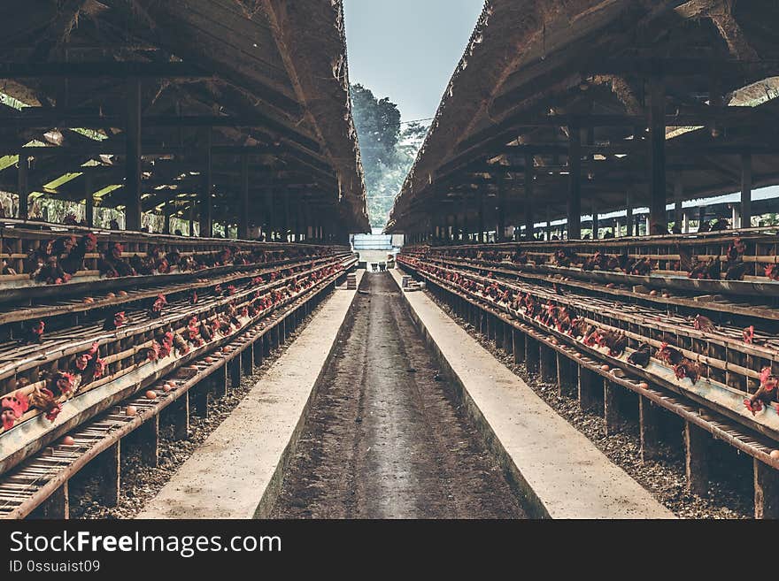 Chickens in the cage on chicken farm. Chicken eggs farm. Bali island.