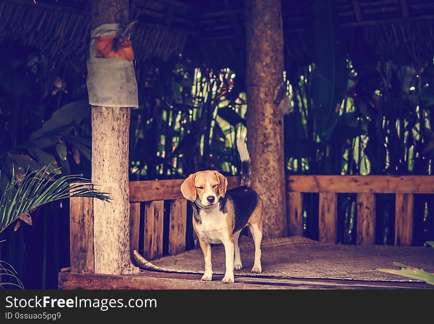 Portrait of cute female beagle dog. Bali island.