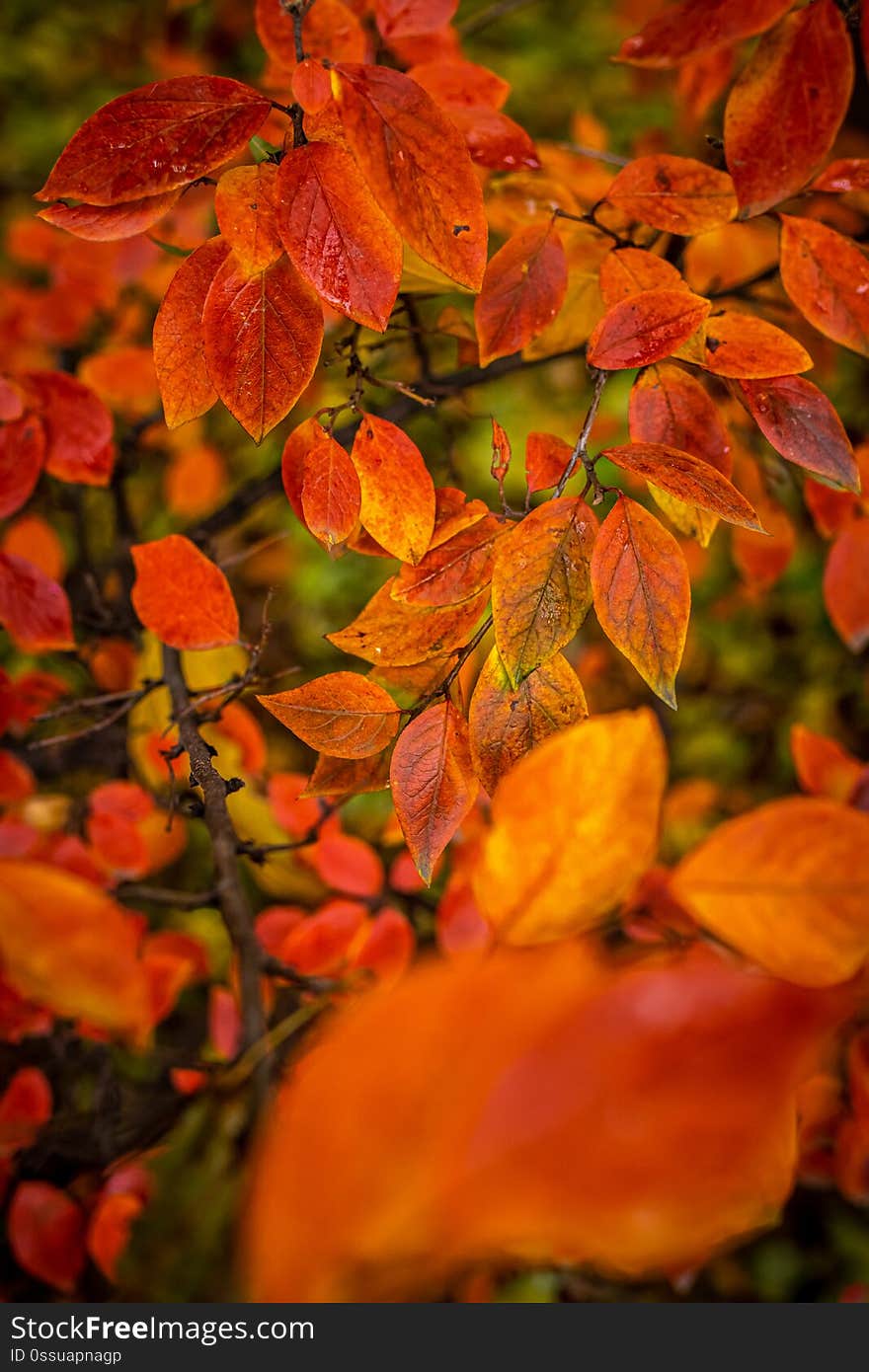 Red and Orange Autumn Leaves Background.