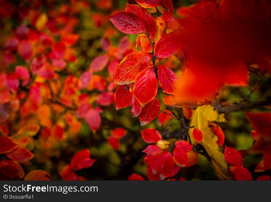 Red and Orange Autumn Leaves Background.