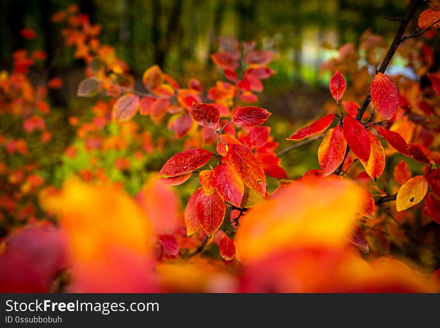 Red and Orange Autumn Leaves Background.