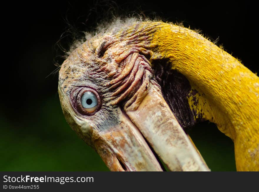 A photograph of a lesser adjutant head close up looks. A photograph of a lesser adjutant head close up looks