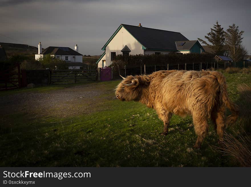 Highland cow walking in a village at dusk