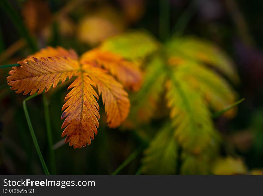 Just a photo of nature pieces in spring time. Just a photo of nature pieces in spring time