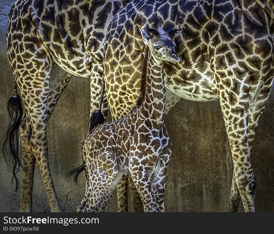 Close up detail of female Kilimanjaro giraffe baby calf from East Africa. Close up detail of female Kilimanjaro giraffe baby calf from East Africa