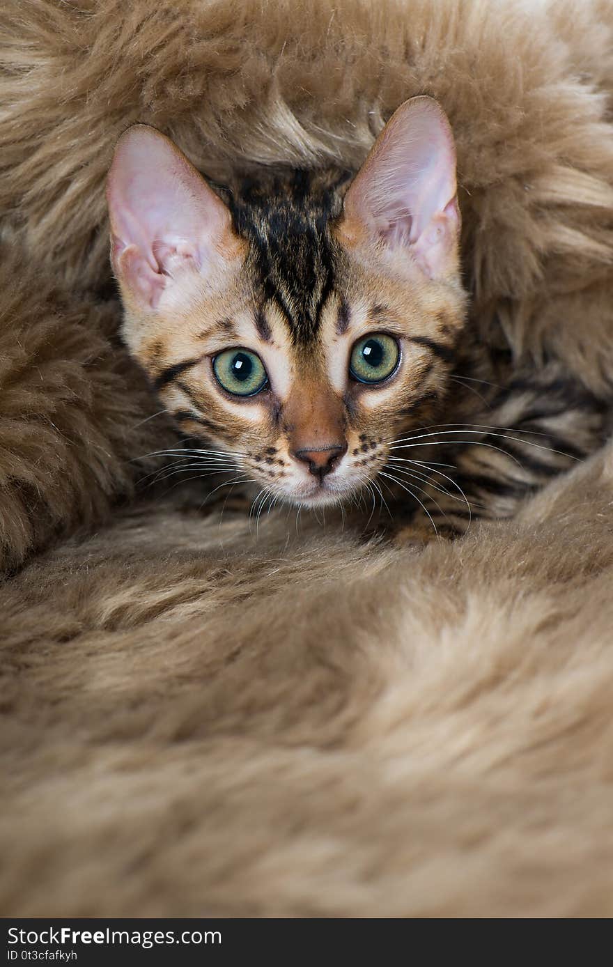 Bengal cat sitting lying on a blanket