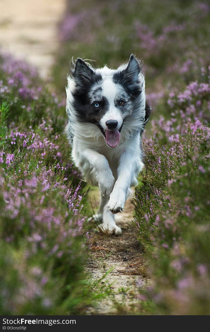 Border Collie running in heather flowers and looking to the camera