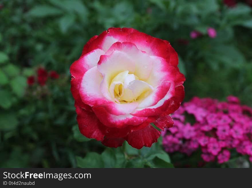 Beautiful pink and white rose in a garden.