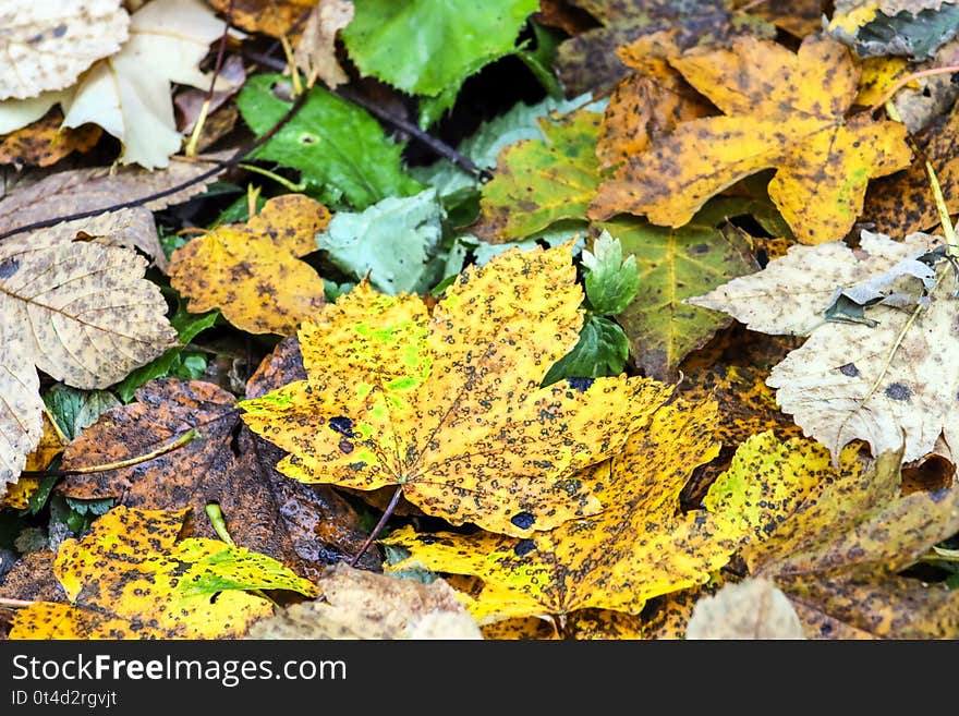 The beauty of autumn leaves.
The beauty of autumn leaves is represented by their unique color