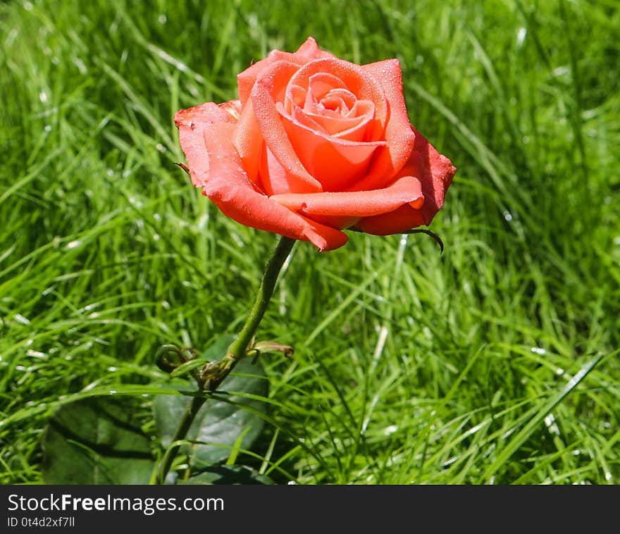 This photo represents pure beauty of nature. Pink rose from my garden, Romania. Thanks!