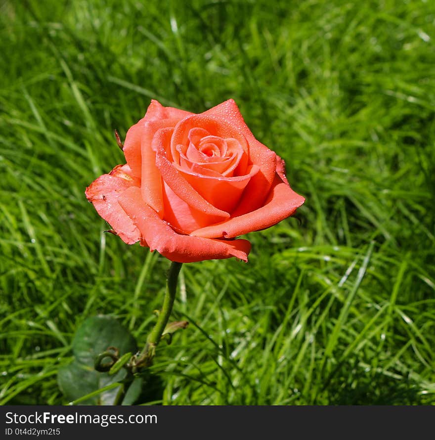 Pink rose with water drops from my garden