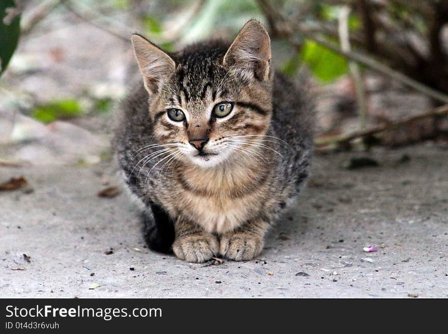 This is one of my kitty. Now he have 7 years old. This is one of my kitty. Now he have 7 years old.
