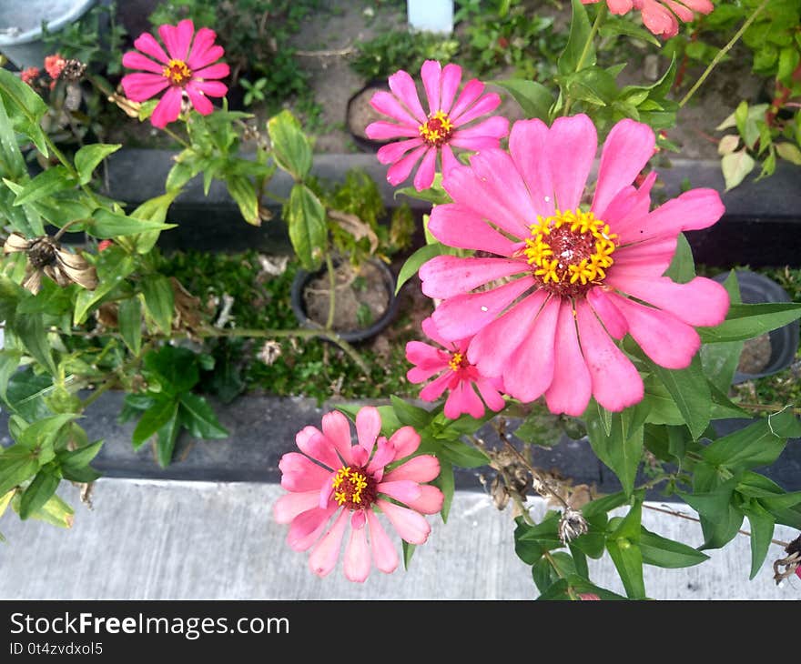 Common Zinnia flower in the Garden