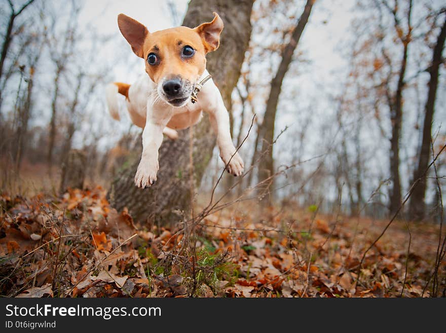 Dog breed Jack Russell Terrier jumps from a tree in the park in autumn