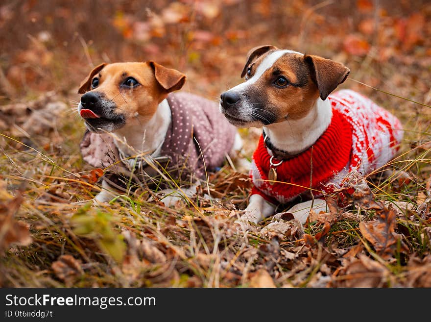 Two Jack Russell Terrier dogs in clothes on the lawn in the autumn forest