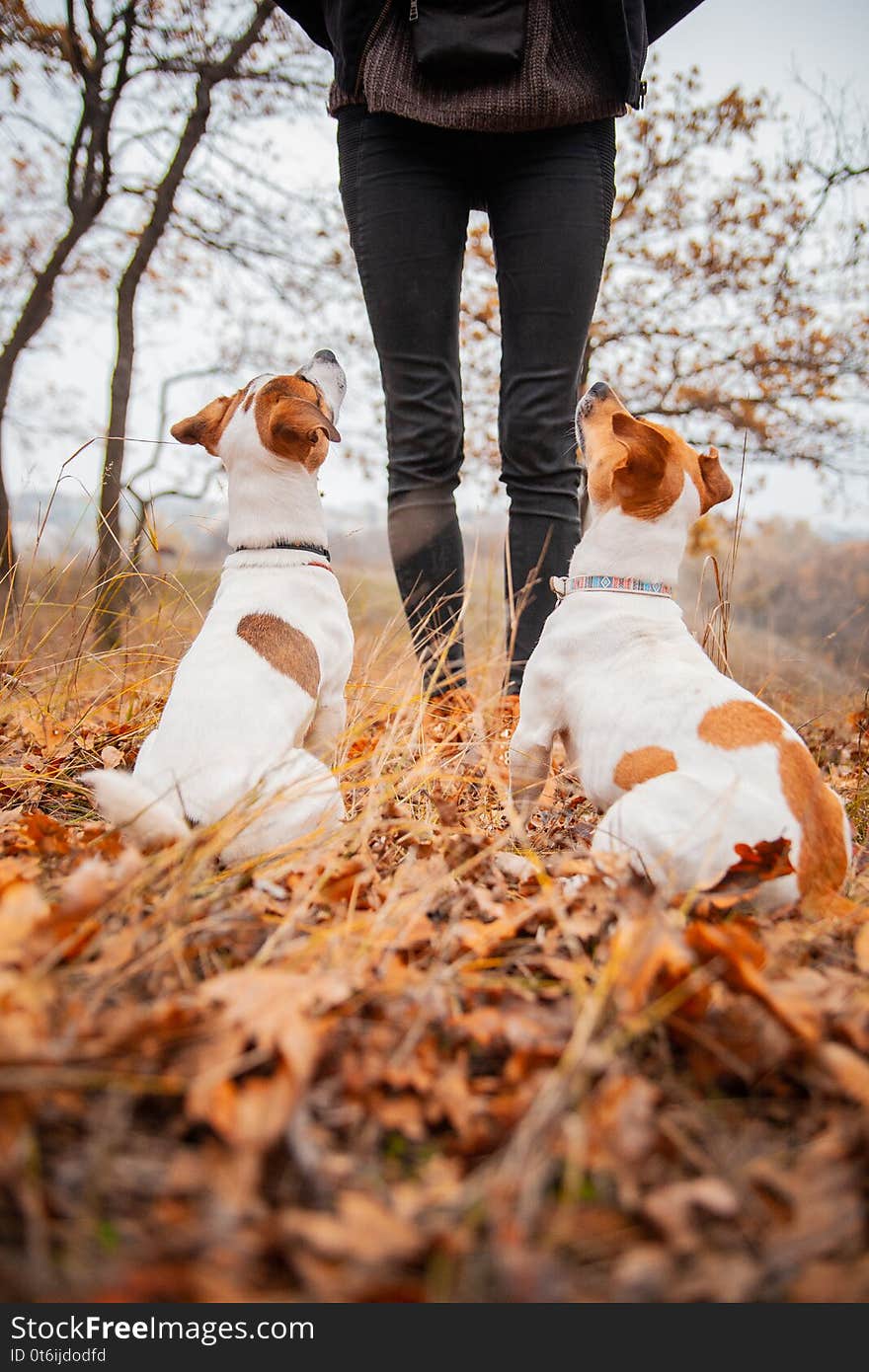 Two Jack Russell Terrier Dogs Are Sitting And Looking At A Man