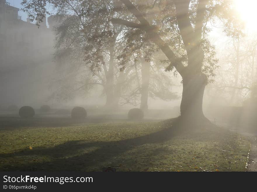 The chateau park at the neo-Gothic chateau Hluboká nad Vltavou at sunrise and fog. The chateau park at the neo-Gothic chateau Hluboká nad Vltavou at sunrise and fog