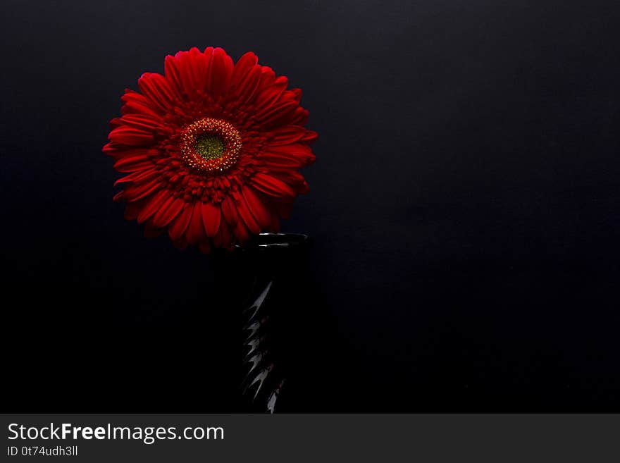 Gerbera red flower in a black vase isolated on a black background