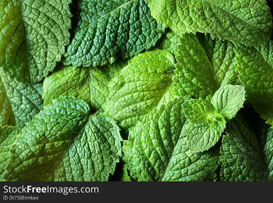 Mint leaves background