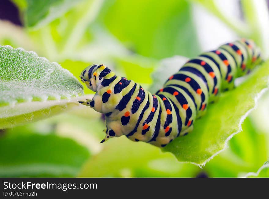 Caterpillar of the Machaon crawling on green leaves close-up.