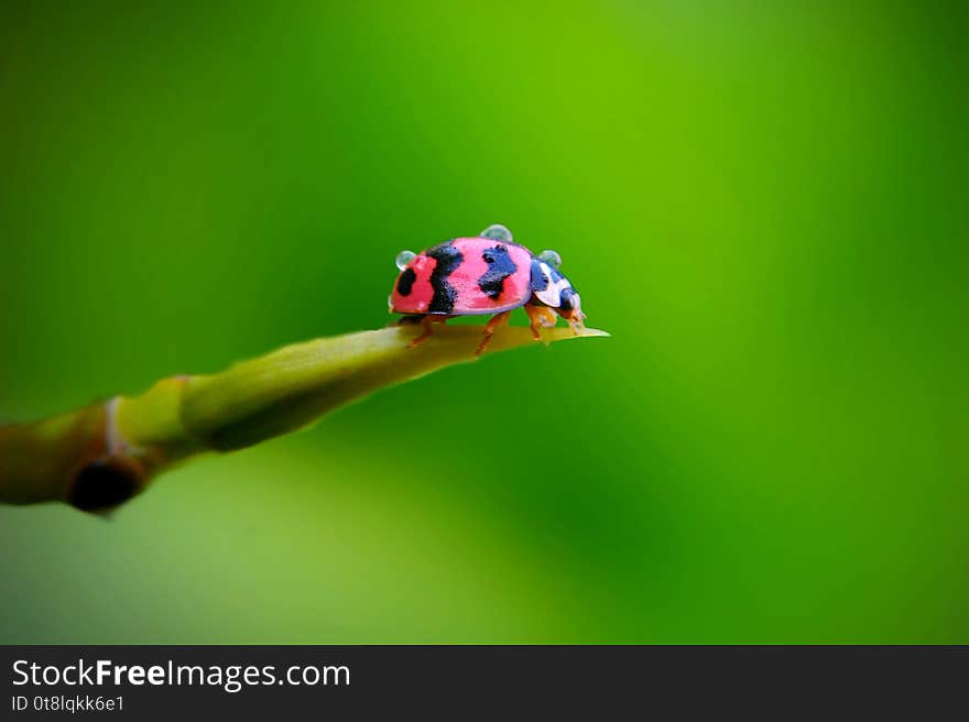 Ladybug on green stem