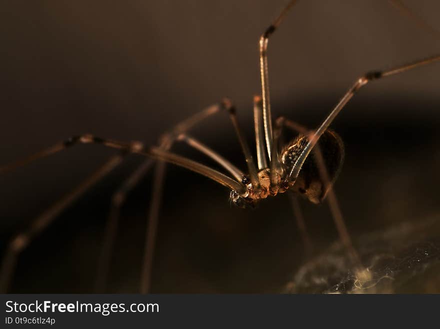 Small spider trappings in the narrow corner. Small spider trappings in the narrow corner