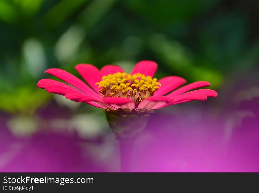 Beautiful Pink Zinnia Flower  In The Garden