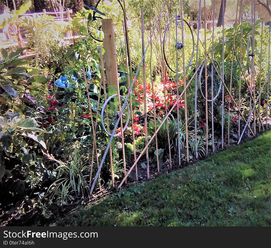 Colorful and wooded garden