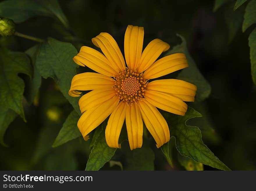 Small sun flower