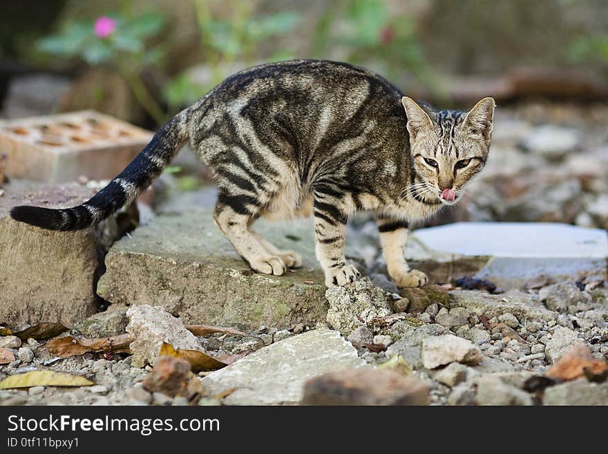 Between humans and cats can not be separated, they are always close to humans when hungry and full. Between humans and cats can not be separated, they are always close to humans when hungry and full