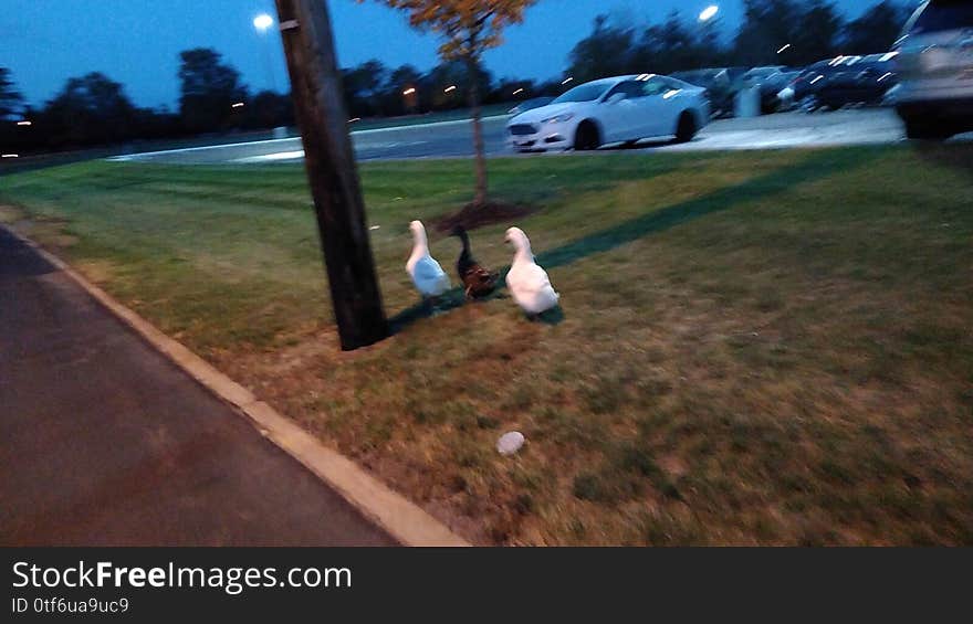 The ducks at Marion general hospital. The ducks at Marion general hospital