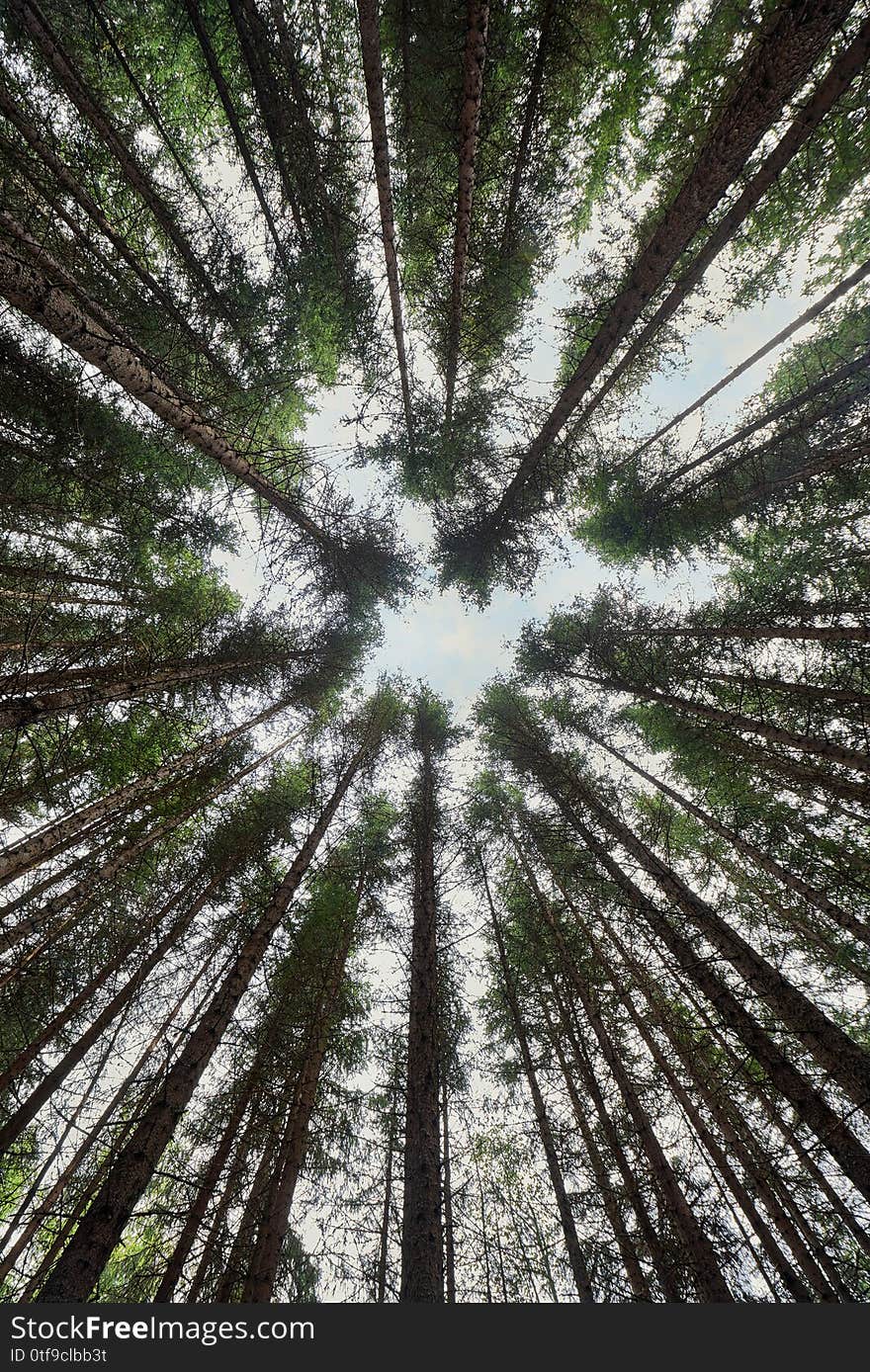 Circle formed by pine trees tops