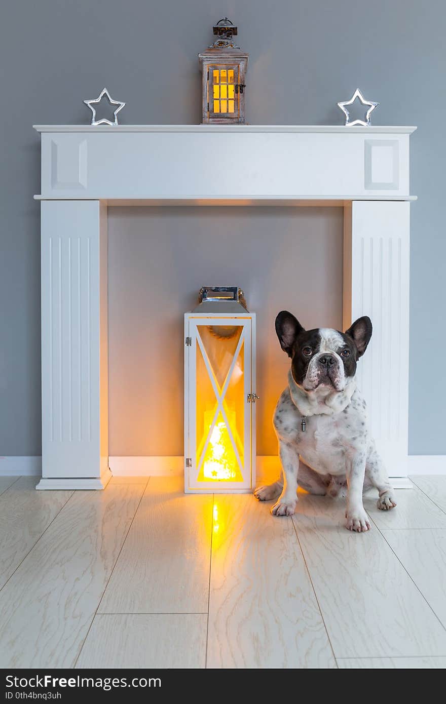 French bulldog lying on the floor at the fireplace