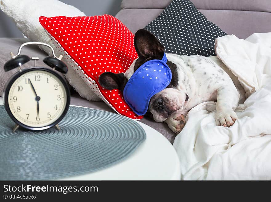 French bulldog sleeping in the bed with sleeping mask and alarm clock