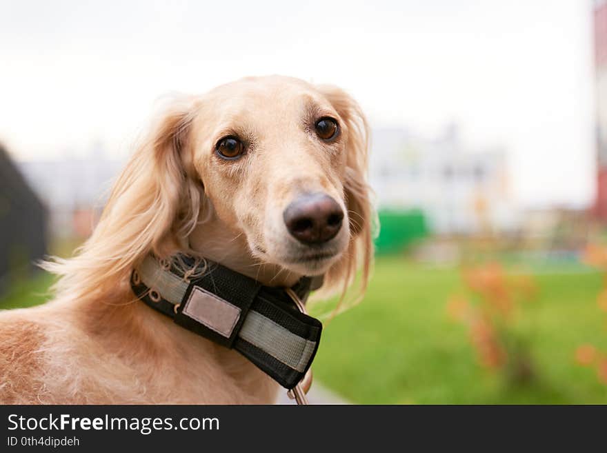 Russian canine Greyhound breed hunting a animals