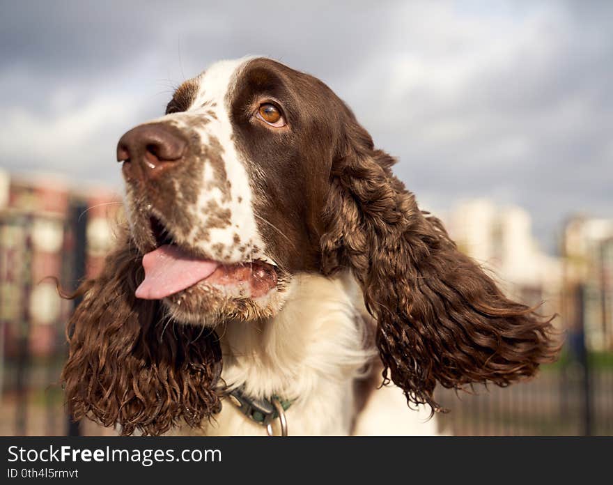 Spotted Spaniel with long curly ears sticks tongue