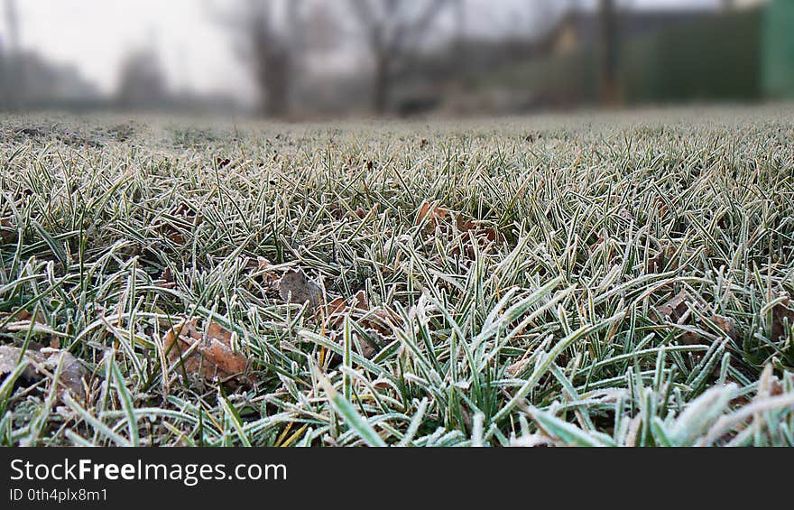 Fallen leaves. Beautiful green grass. Beautiful hoarfrost grass