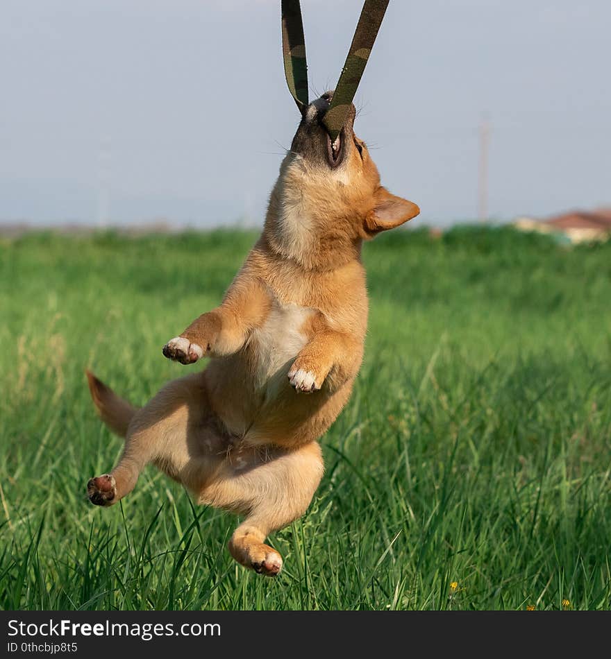 Shiba Inu playing in the grass