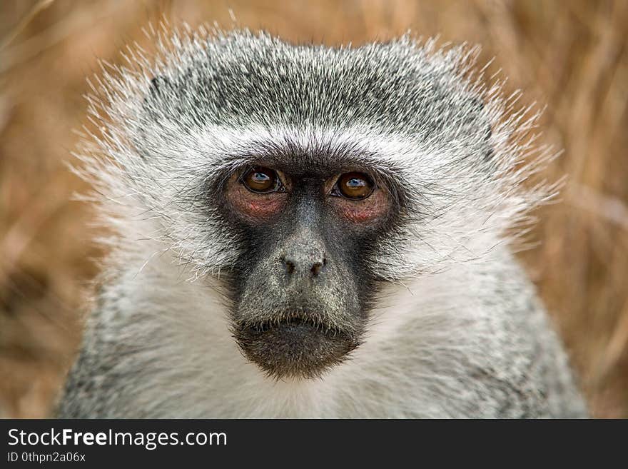 Close-up of a green monkey. The big eyes look curiously into the camera. The ape impresses with a beautiful white-grey fur and a human-like gaze. Close-up of a green monkey. The big eyes look curiously into the camera. The ape impresses with a beautiful white-grey fur and a human-like gaze.