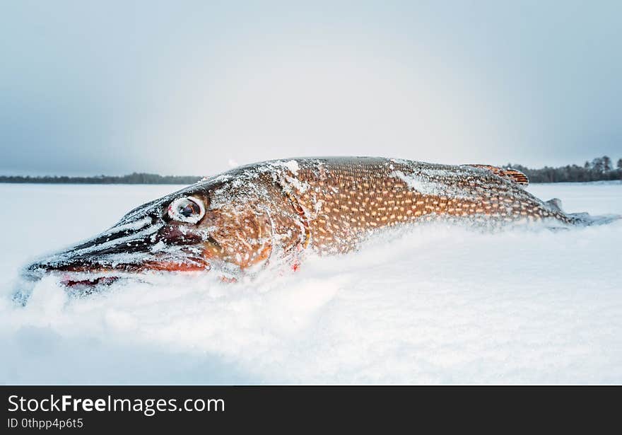 Being Northern Pike while ice fishing. Winter sport. Big fish. Being Northern Pike while ice fishing. Winter sport. Big fish