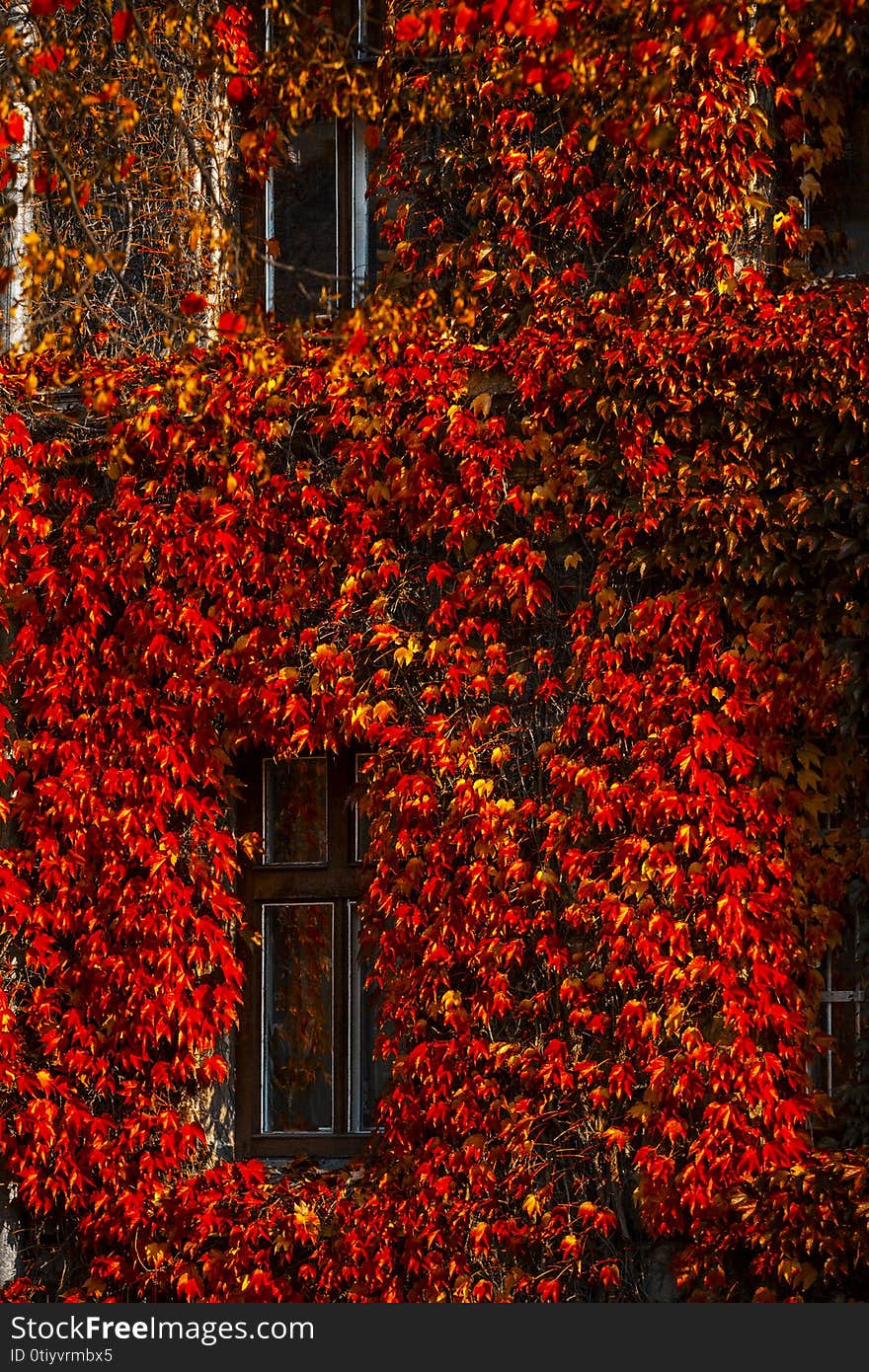 Wall of yellow and orange and red ivy wrapped around the house. Hedera helix. Original texture of natural greenery. Background of elegant leaves. Nature concept for autumn design. Wall of yellow and orange and red ivy wrapped around the house. Hedera helix. Original texture of natural greenery. Background of elegant leaves. Nature concept for autumn design.