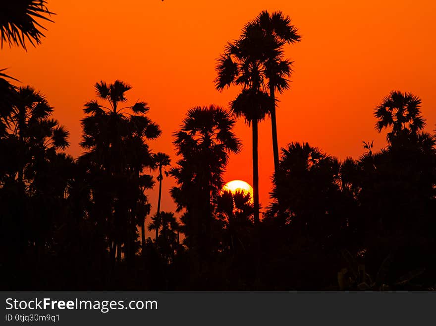 Sugar palm tree in sunset background. Sugar palm tree in sunset background