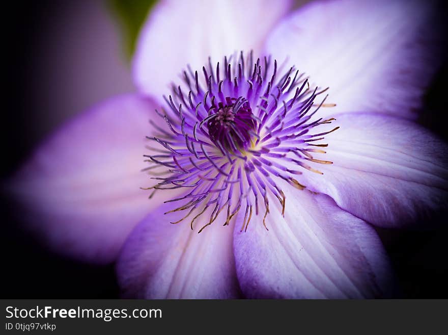 Purple Clematis stamen